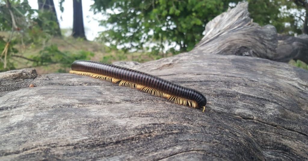 Gigante Africano milípede em Mudumu do Parque Nacional da Namíbia