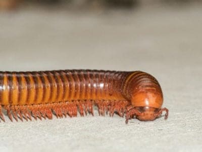 big millipede many leg rolling body walking on concrete floor.