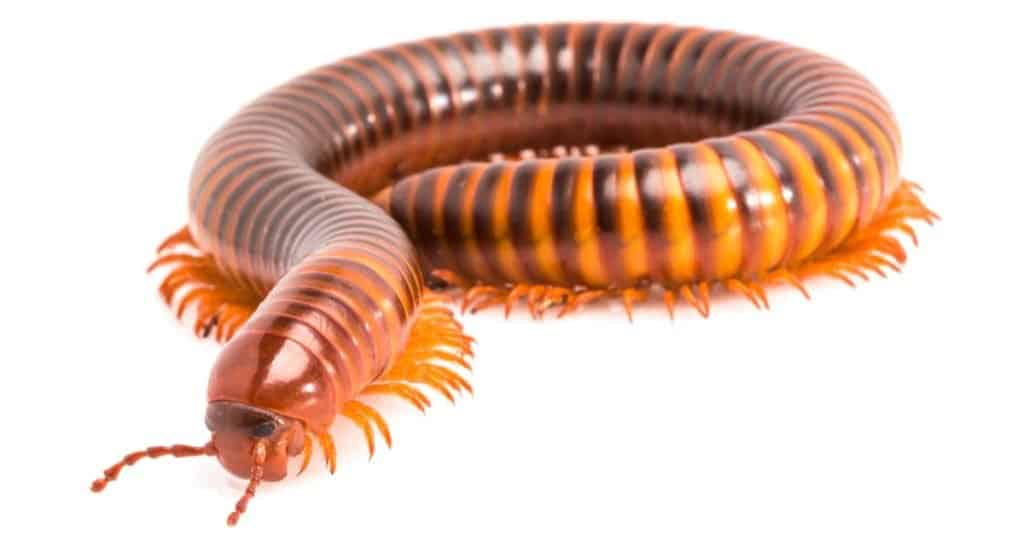 Siamese Pointy Tail Millipede, isolated on white background.