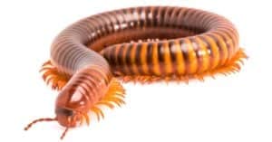 How Many Legs Does a Millipede Have? Picture