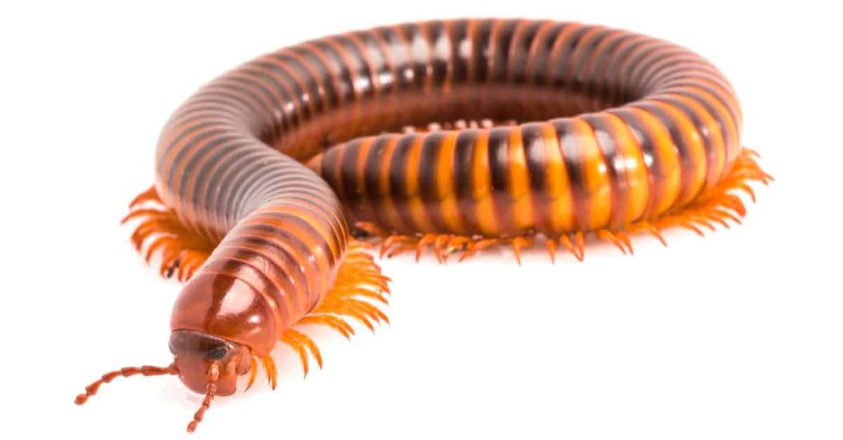 How Many Legs Does a Millipede Have? - AZ Animals