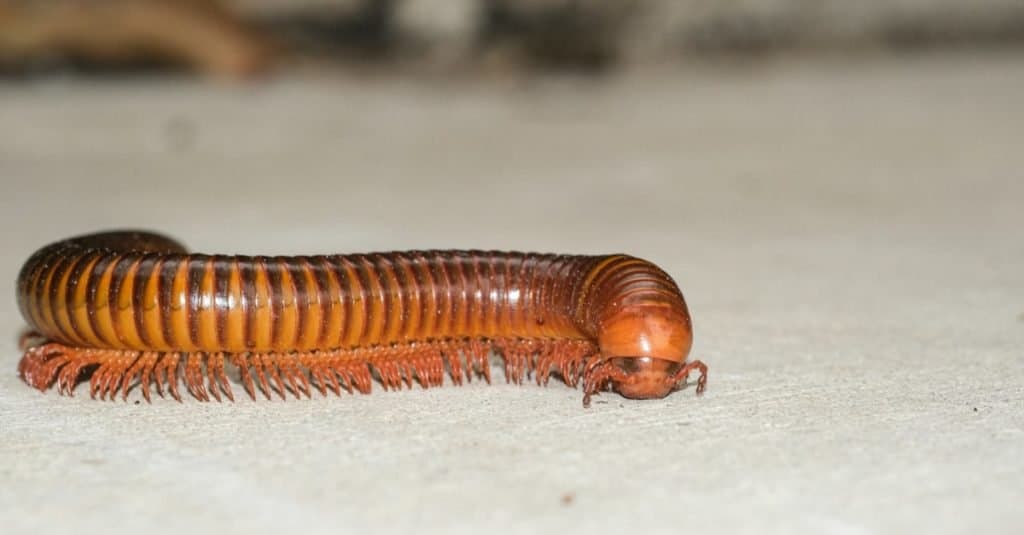 Big millipede walking on concrete floor.