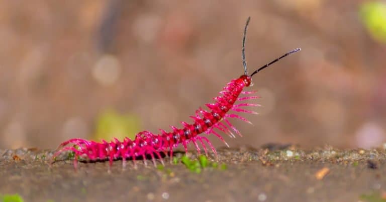 Desmoxytes purpurosea shocking pink millipede.