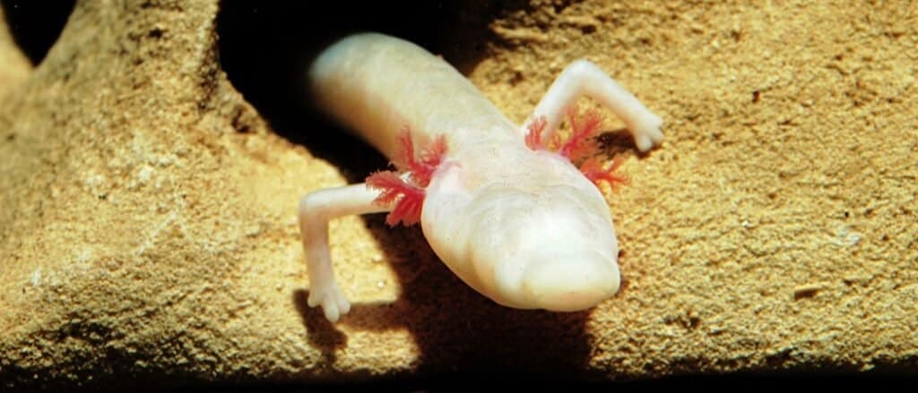 Olm on a rock