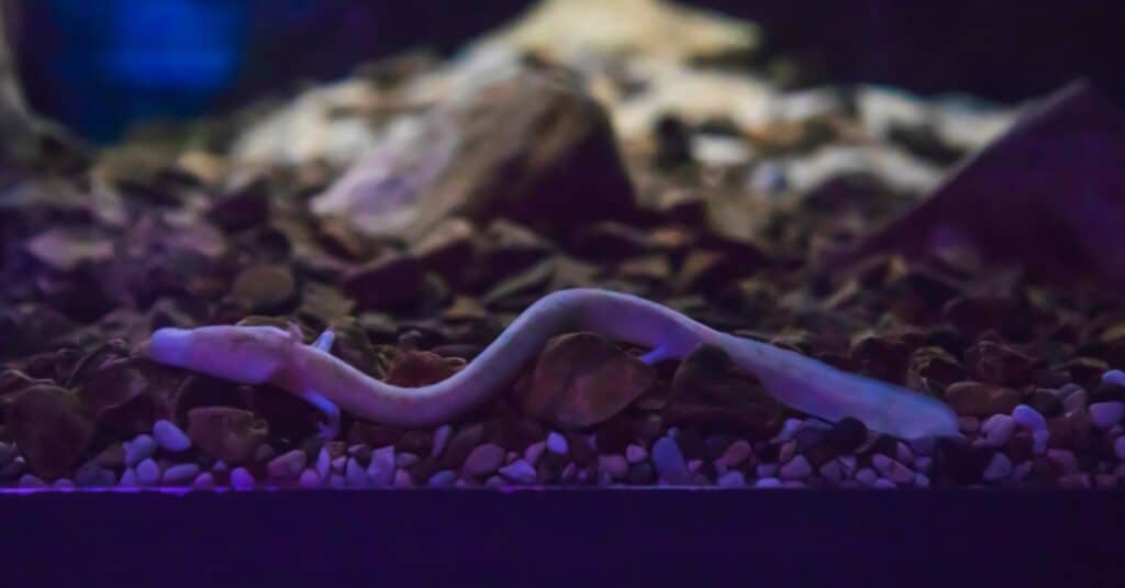 The olm or Proteus anguinus is an aquatic salamander in the family Proteidae, the only exclusively cave-dwelling chordate species found in Europe, Slovenia