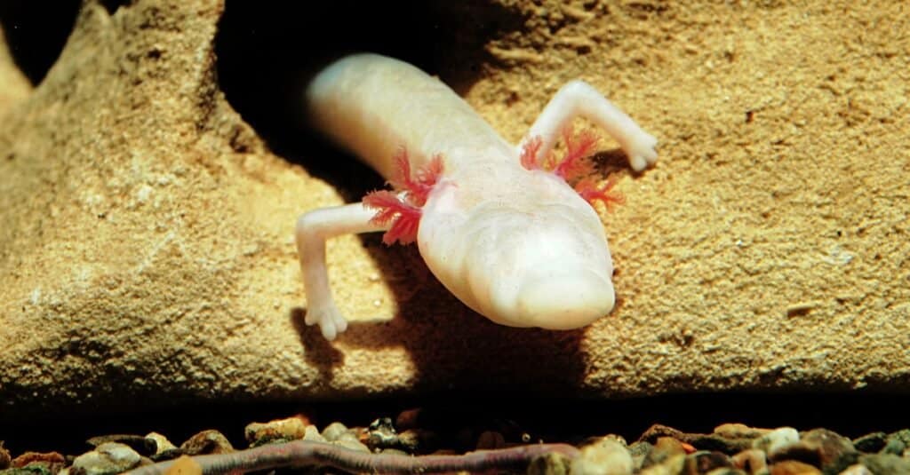 An Olm on a rock in a cave.