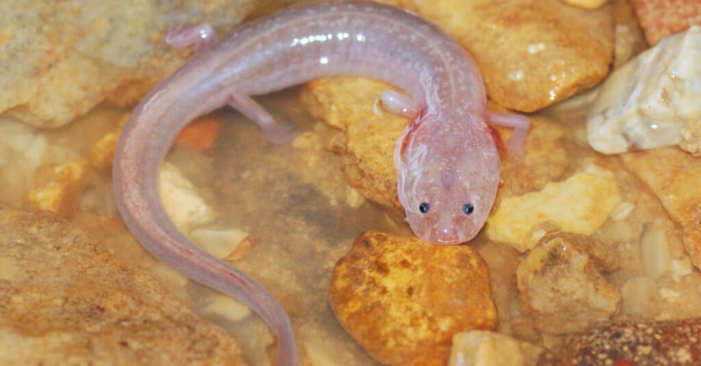 An Olm in a small pool among the rocks in a cave