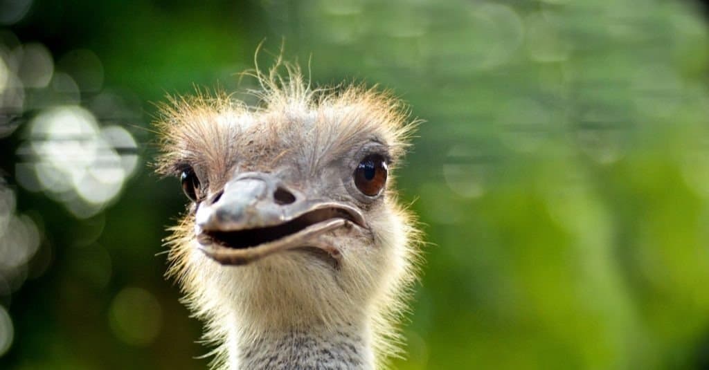 Common ostrich bird (Struthio camelus) head top view close-up with nature background.