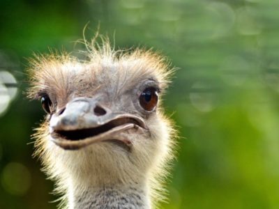 Ostrich Picture