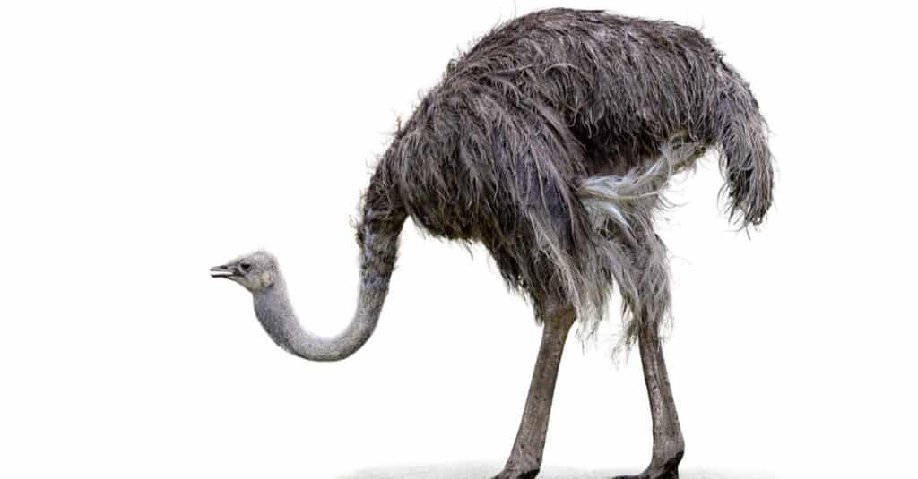 Ostrich isolated on white background