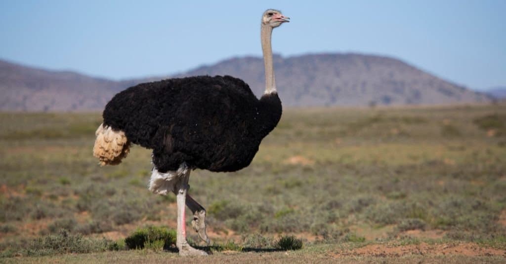 Male common ostrich, Struthio camelus, searching for food and patrolling the area