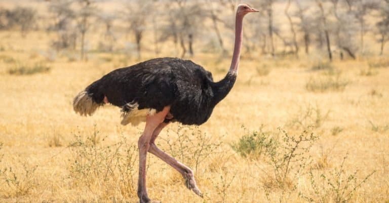 Ostrich walking, Africa