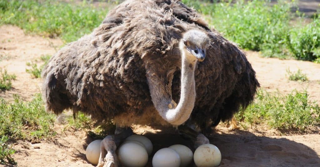 female ostrich sitting on egg