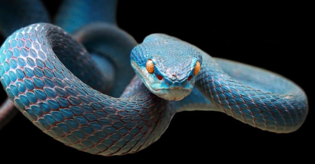 Blue viper snake on branch ready to attack prey