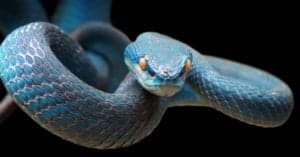 Discover 13 Blue Snakes Picture