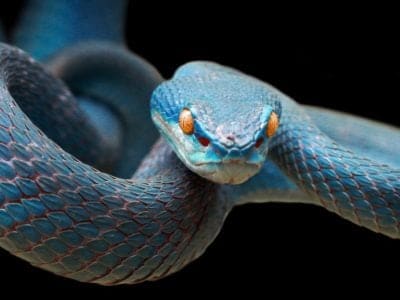 A Discover 13 Blue Snakes