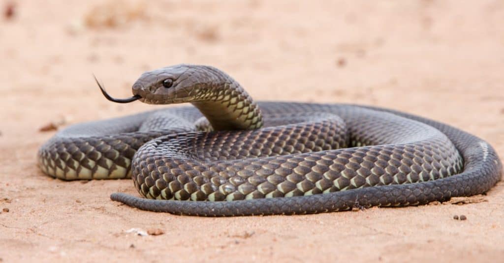 King Brown Snake