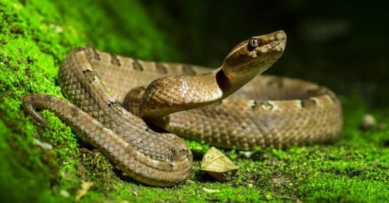 Snake Pictures - AZ Animals