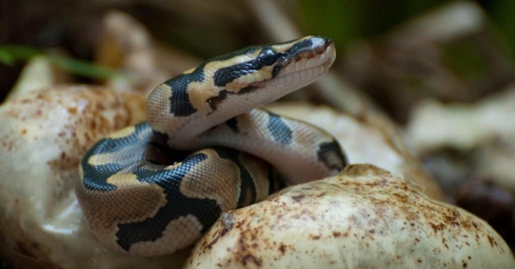 How long do ball pythons live?