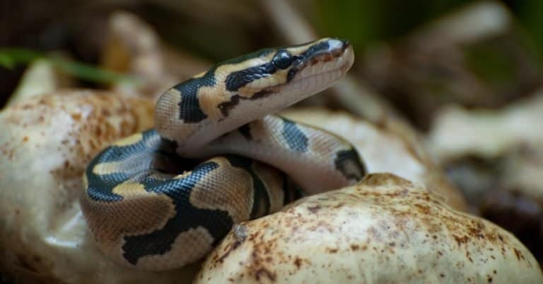 Snake, Pythons Hatching in Everglades