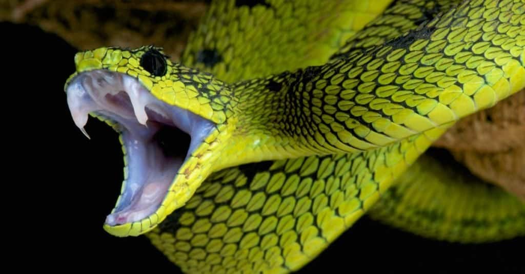 Atheris chlorechis (Green Bush Viper)