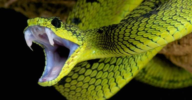 Snake, Great lakes bush viper