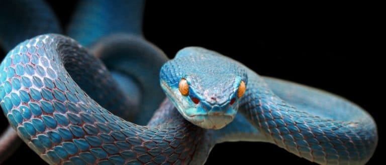 Blue viper snake on branch ready to attack prey