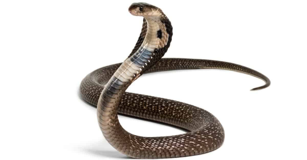 Snake Animal Facts Az Animals