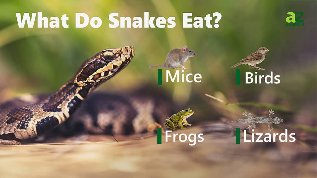 snakes eats