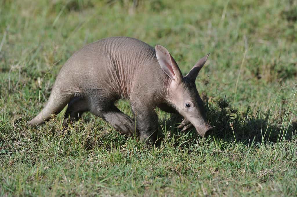 Aardvarkens in de Masai Mara