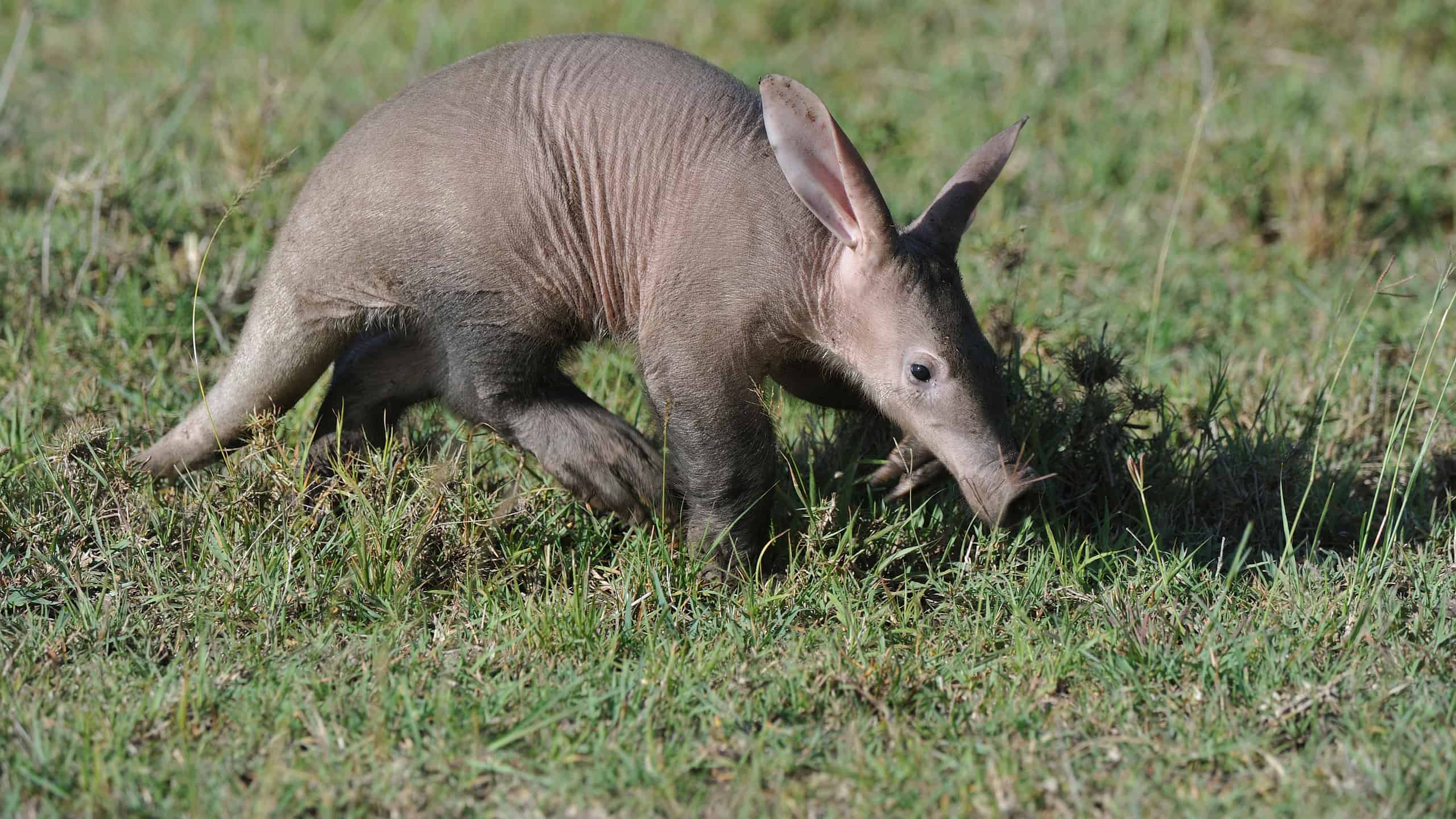 Aardvark in Masai Mara