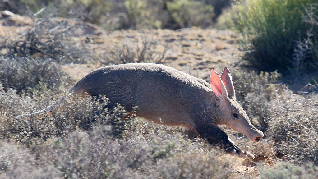 Backlit aardvark running through shrubbery in the karoo, south africa