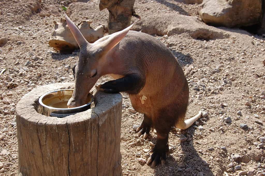 Aardvarken eten (Orycteropus afer) in de dierentuin