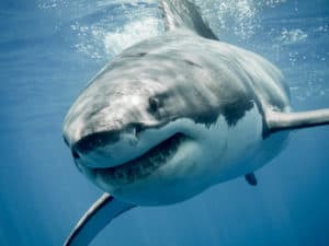 How Far Can Sharks Smell Blood? Picture
