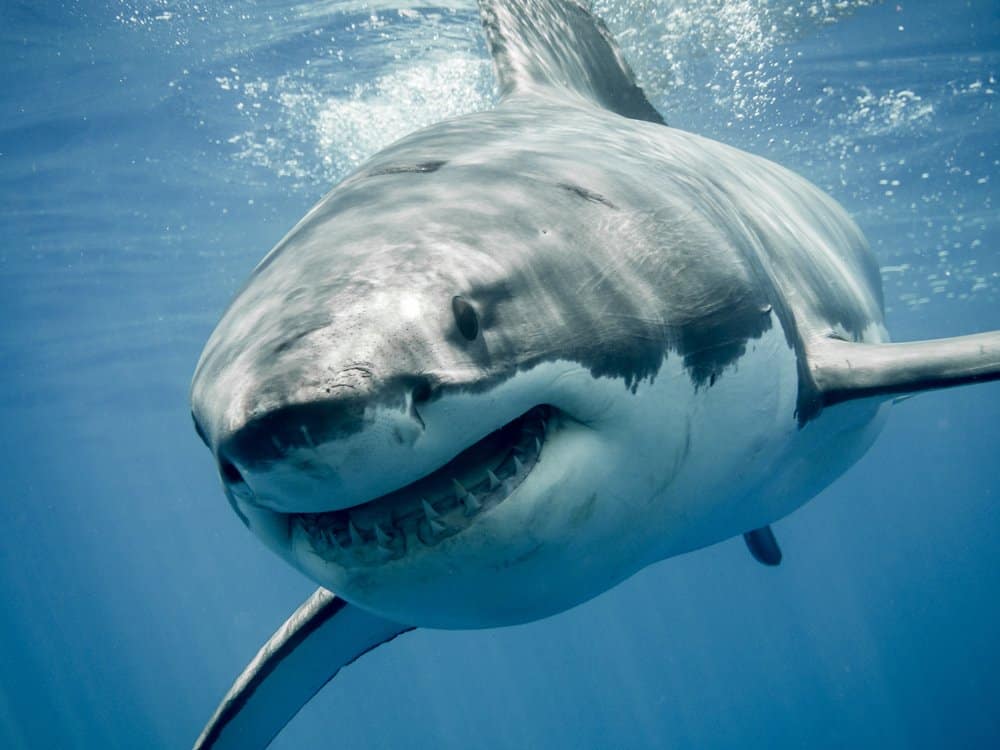 A great white shark swimming through blue water.