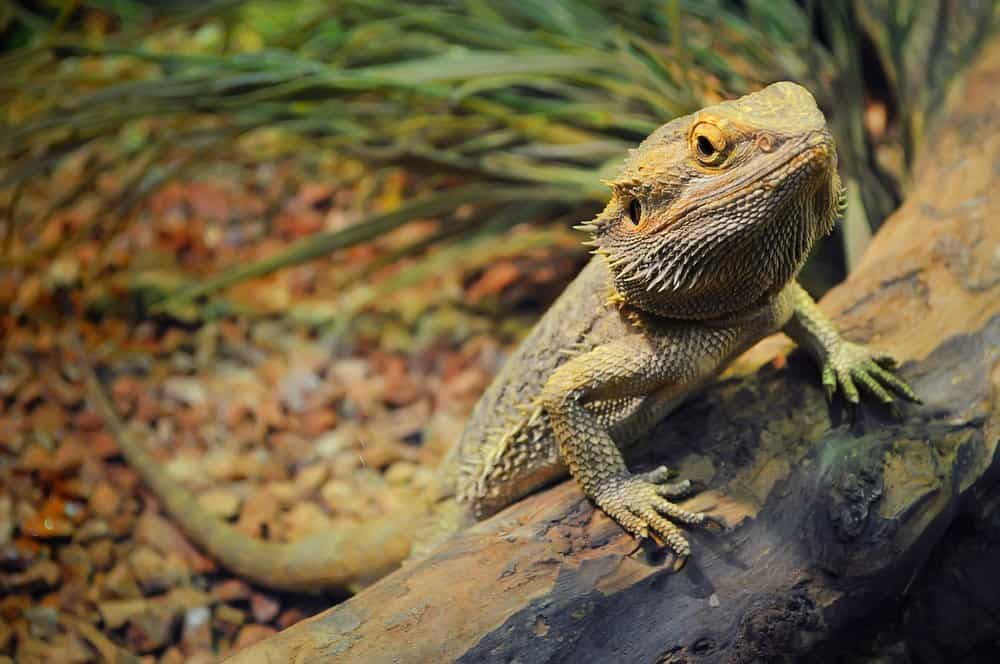 Un dragón barbudo con sus patas delanteras sobre un tronco.