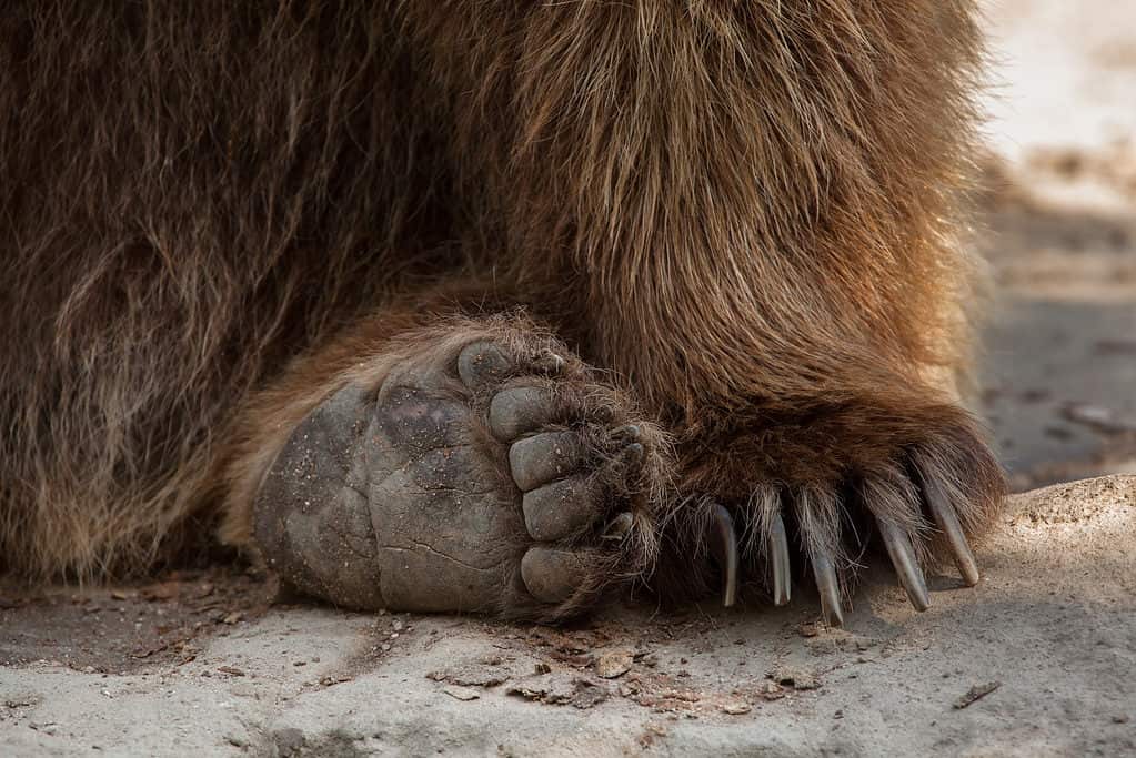 Eurasian brown bear (Ursus arctos arctos), also known as the European brown bear.