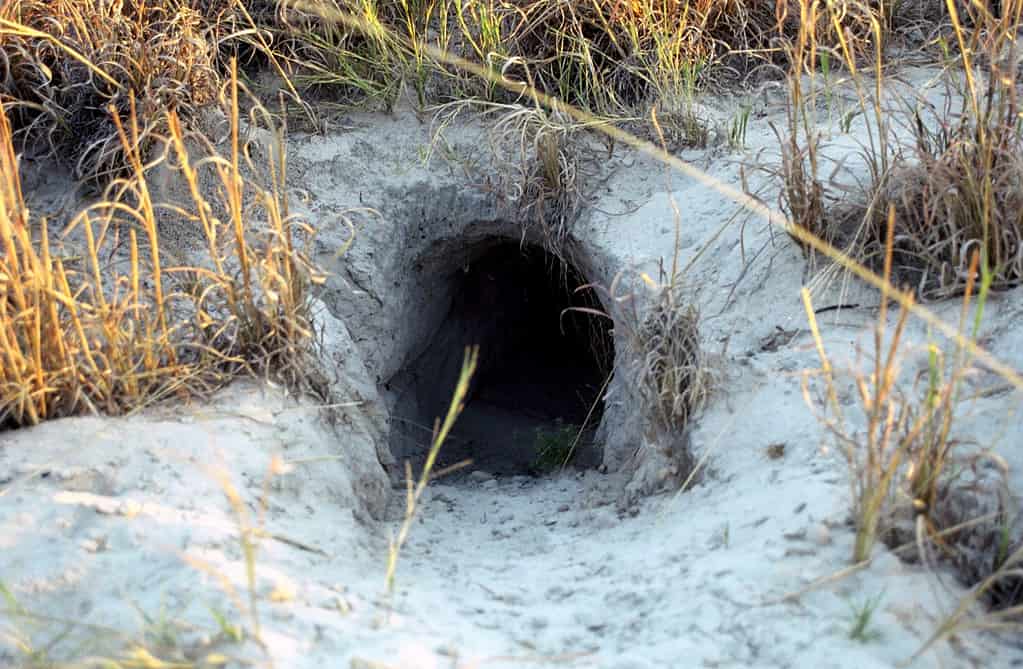 Aardvark Hole