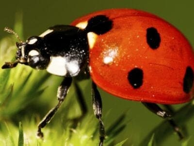 A Ladybug