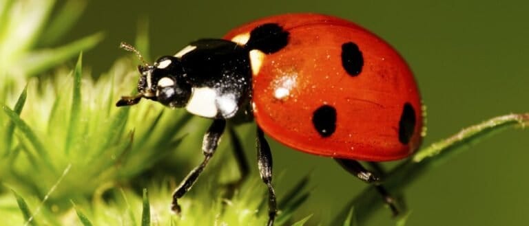 Caucasian red seven-spotted ladybug