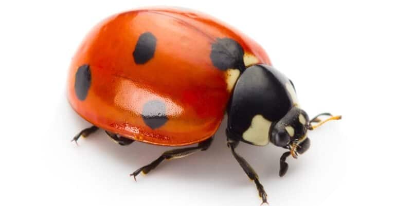 Ladybug isolated on white background