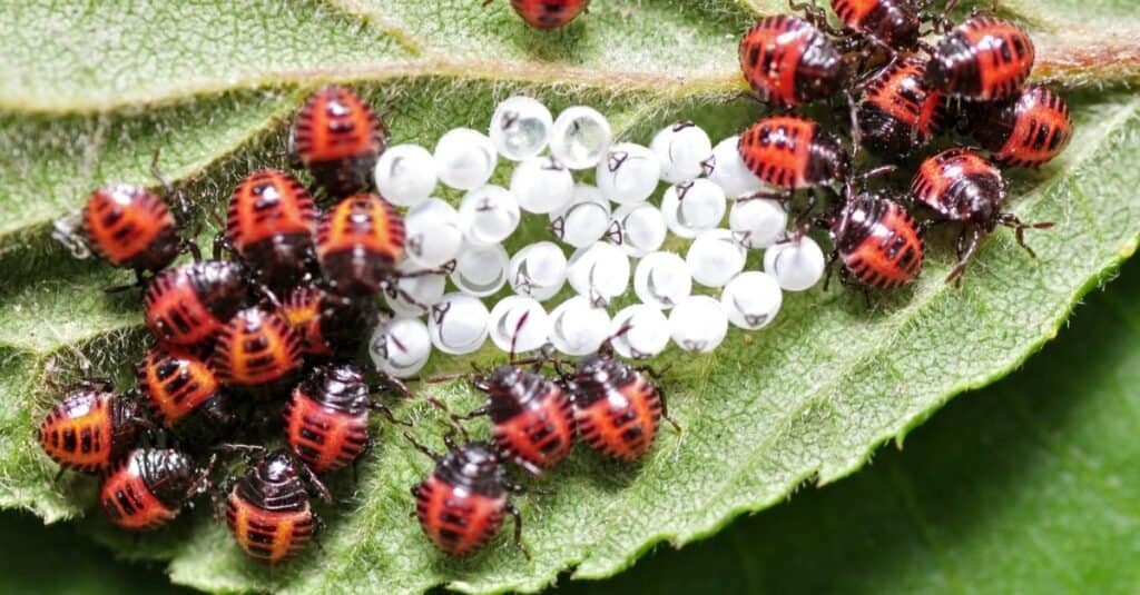 ladybug laying eggs