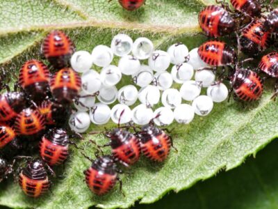 Ladybug Insect Facts | AZ Animals