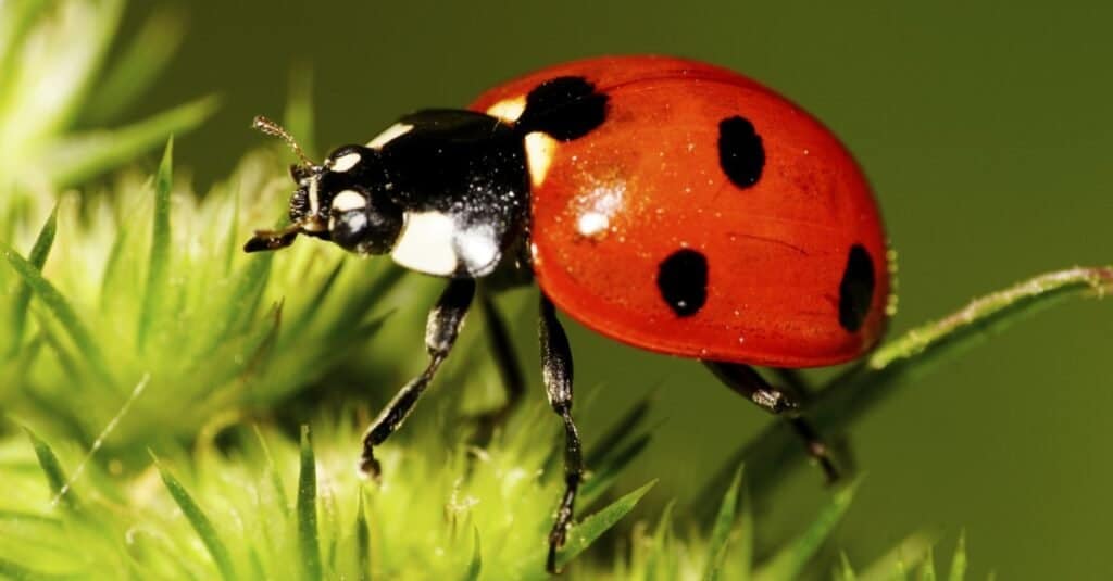 Caucasian red seven-spotted ladybug with black and white spots on elytra and long legs with antennae rising up on the legs of a green inflorescence
