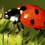 Caucasian red seven-spotted ladybug with black and white spots on the elytra, long legs, antennae has risen on legs in green inflorescence