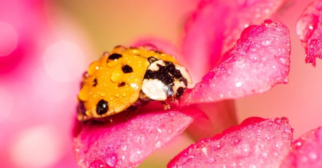How long do ladybugs live?
