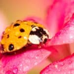 Orange ladybug with black spots on dewy pink flowers.
