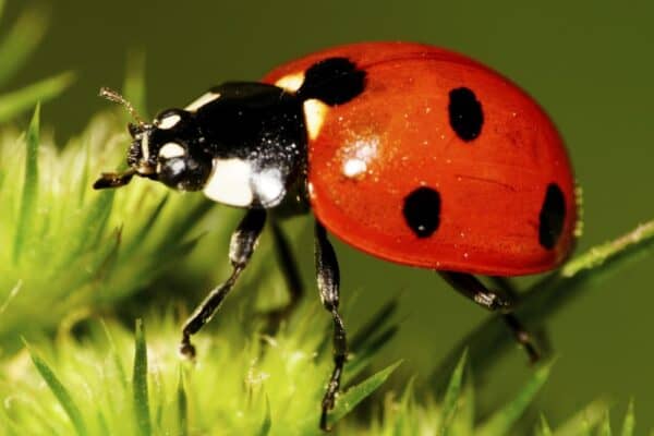 Caucasian red seven-spotted ladybug with black and white spots on the elytra, long legs, antennae has risen on legs in green inflorescence