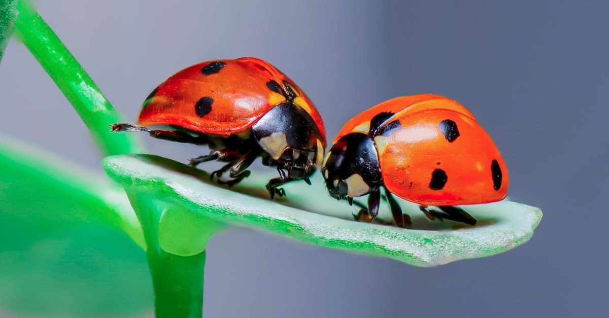 Two Ladybugs sitting on a green leaf.