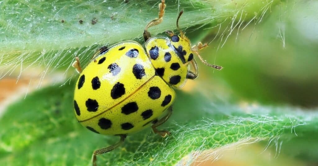 Beautiful yellow ladybug on a leaf.